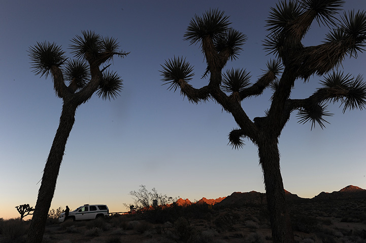A park ranger is pictured at the entrance to California’s Joshua Tree National Park in this October 2, 2013 file photo.   
