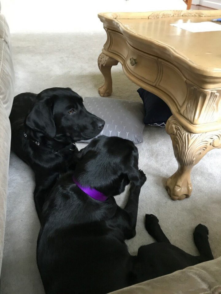 This is Lulu enjoying retired life with her best friend, Harry.