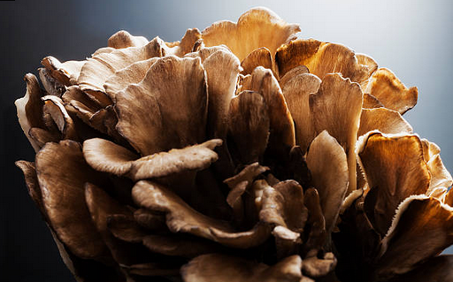 Image of Maitake Mushroom.