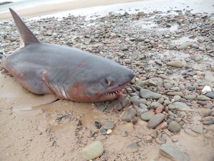 Remains of large shark wash up on Nova Scotia beach Halifax