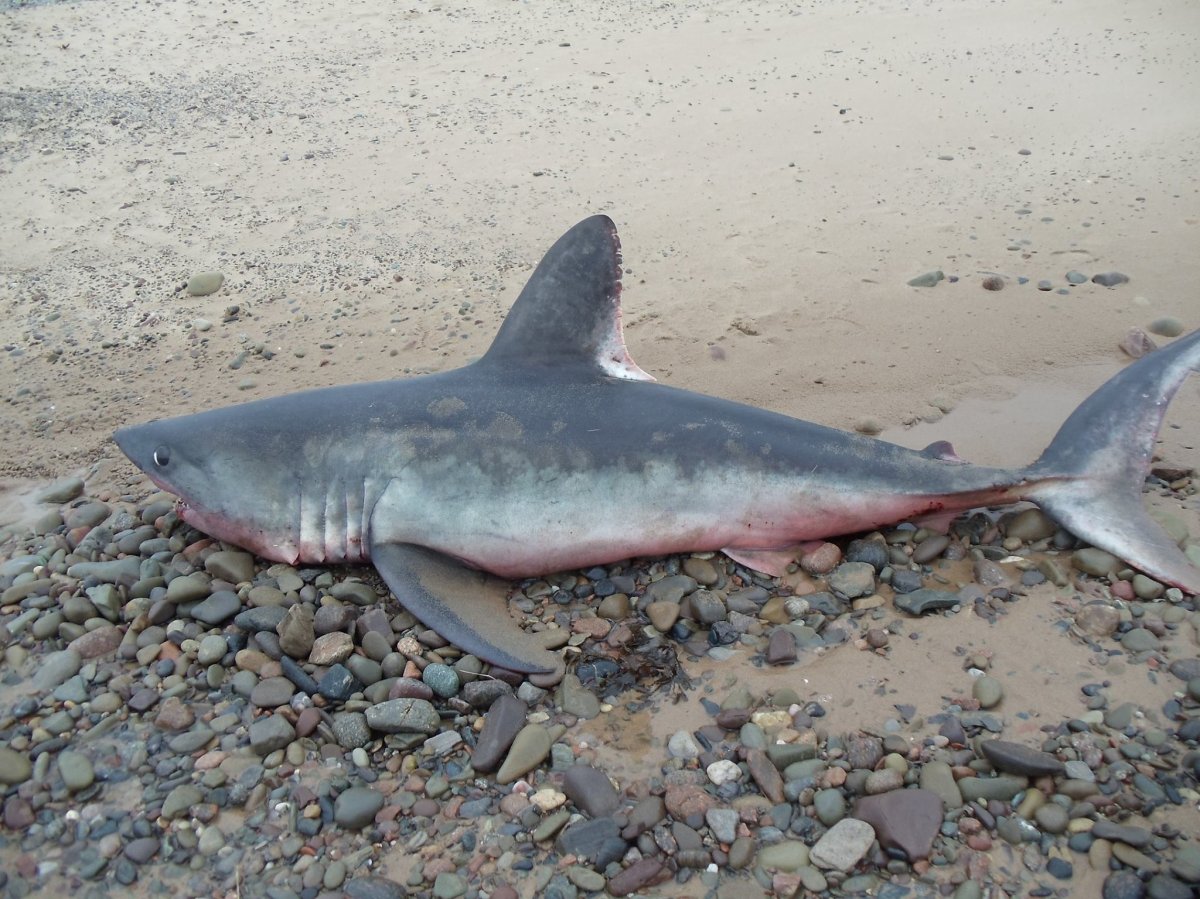 Great white shark stuns onlookers before washing up dead on N.S. beach -  Halifax