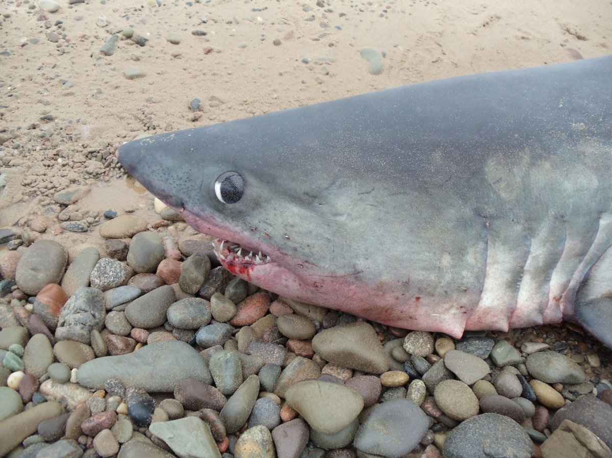 Great white shark stuns onlookers before washing up dead on N.S. beach -  Halifax