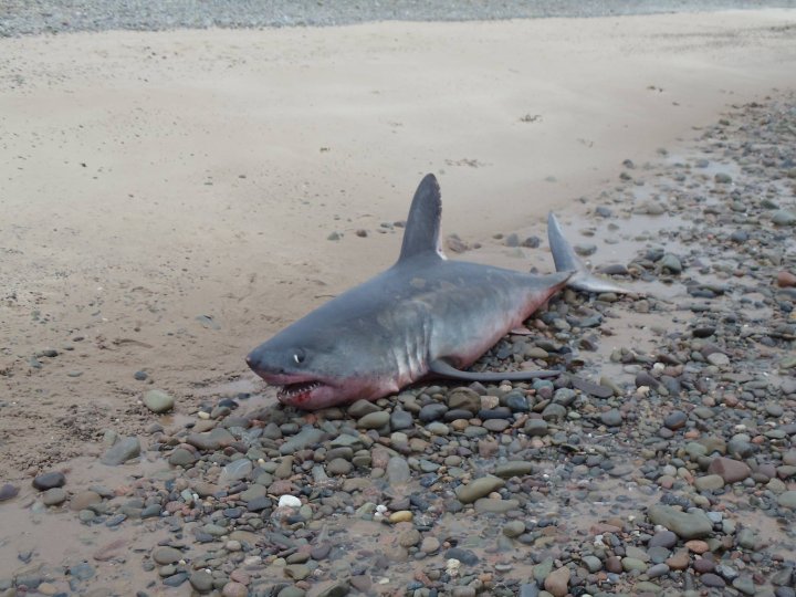 Remains of large shark wash up on Nova Scotia beach Halifax