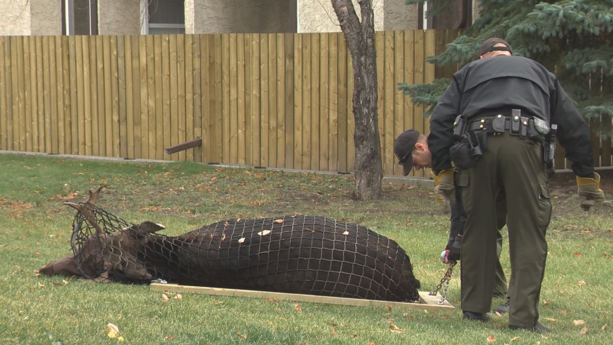 Young moose on the loose in west Edmonton