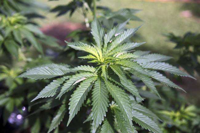 Vernon wants to issue temporary permits to pot shops - image
