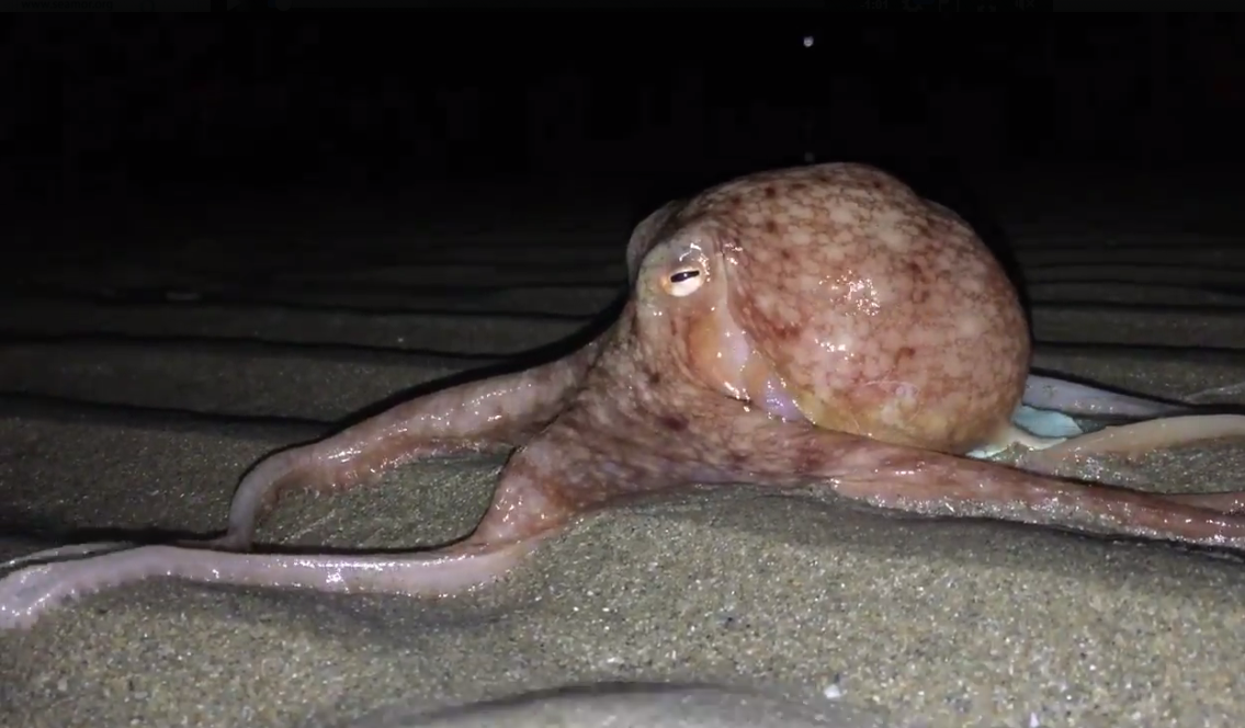 These curled octopuses have come ashore in Wales and no one knows why. 