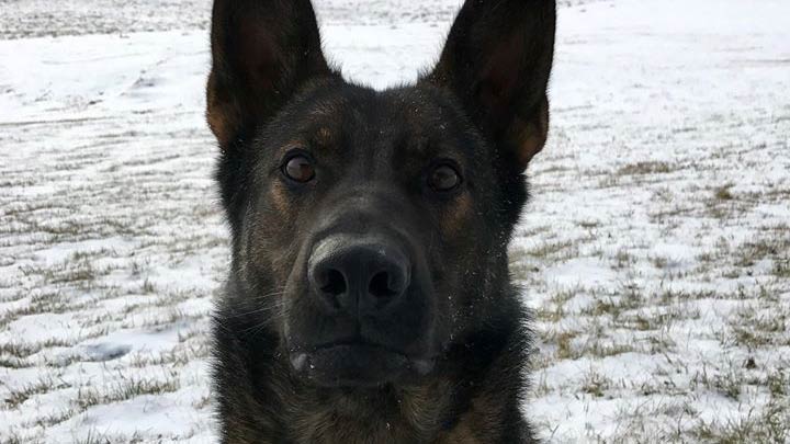 A police dog helped officers track down a man who allegedly stole from a beer fridge in Prince Albert, Sask.