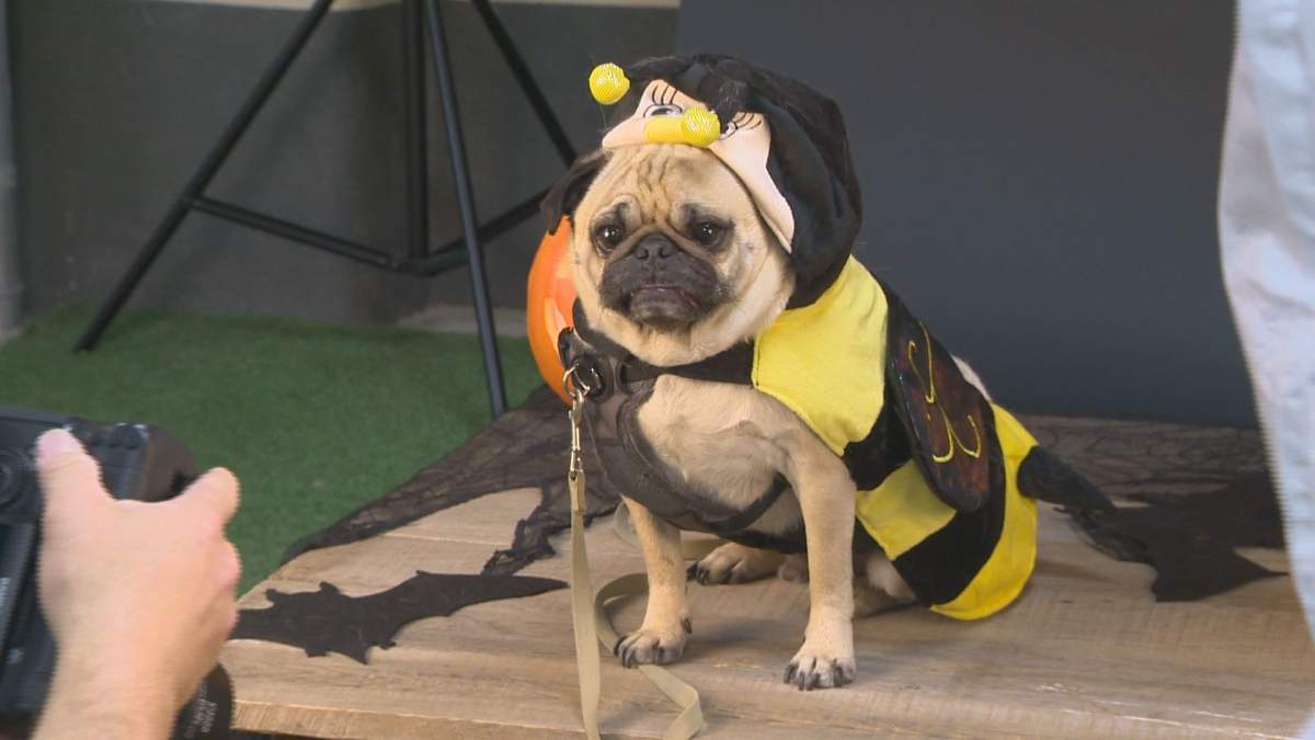 The Edmonton Pug Club hosts 'Pug-o-ween.'.