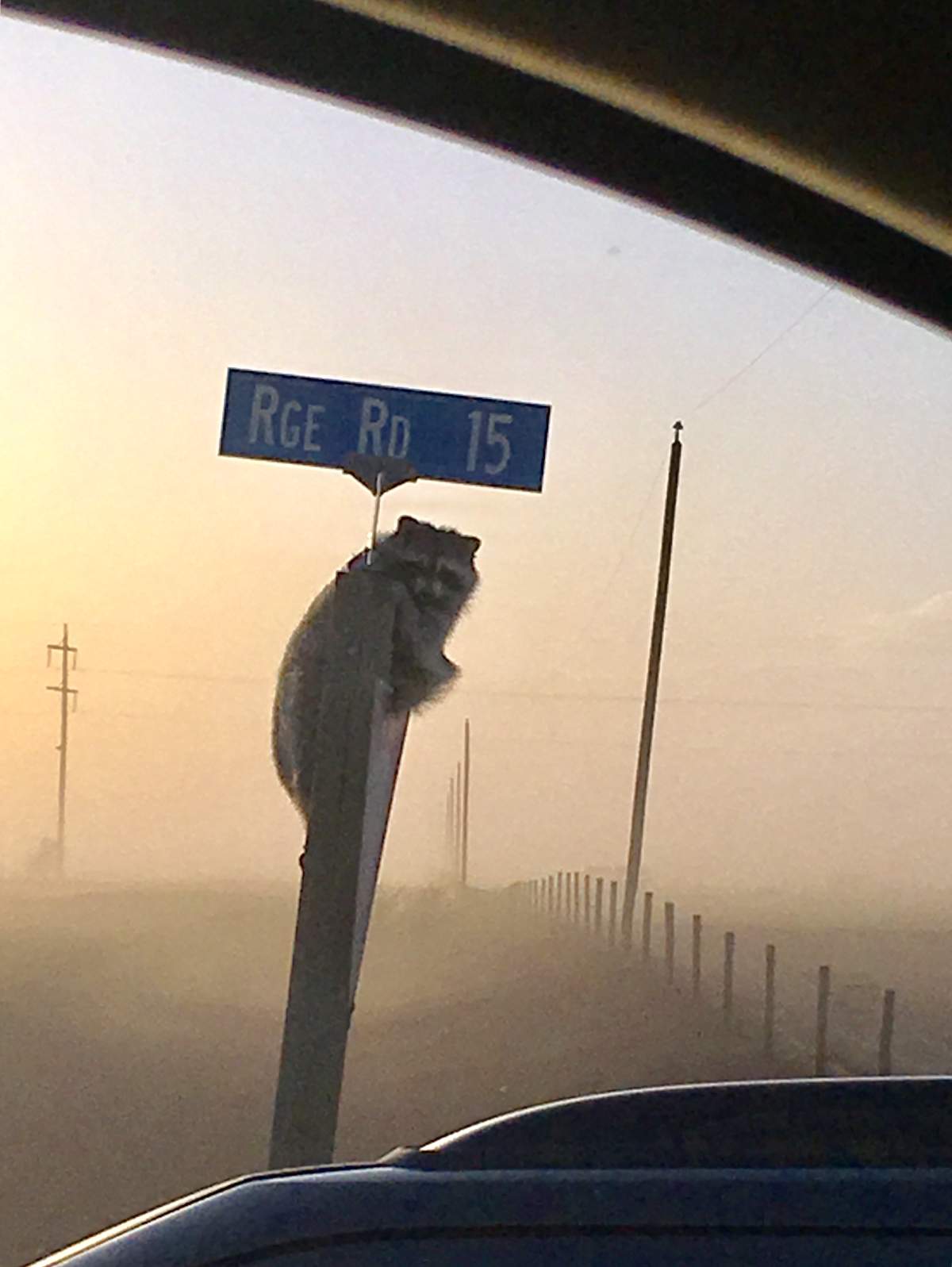 A raccoon clung to a street sign as wildfire burned in Cypress County, Alta. on Oct. 17, 2017.