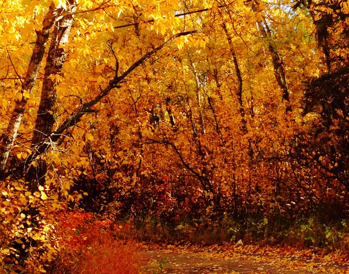 Raquel Thuen took this Oct. 22 Your Saskatchewan photo in Prince Albert.