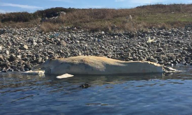The International Fund for Animal Welfare says they have received a report of a dead North Atlantic right whale south of Cape Cod.