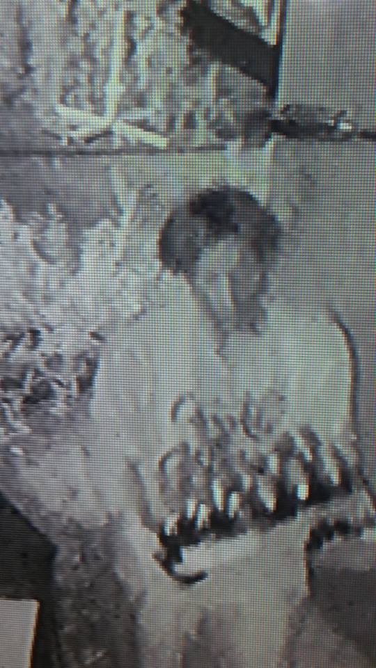 Hundreds of pounds of food stolen from West Kelowna restaurant - image