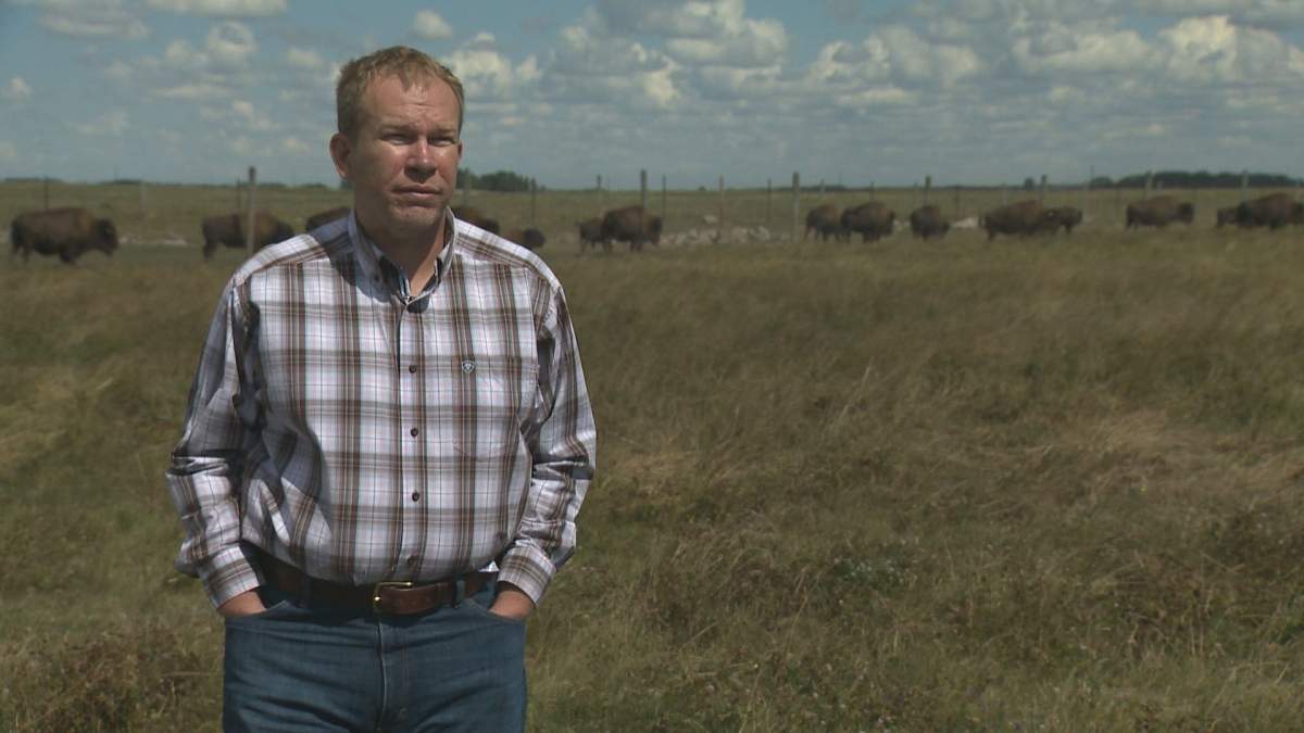 Robert Johnson in front of a bison herd at RJ Game Farm south of Fairlight, Sask.