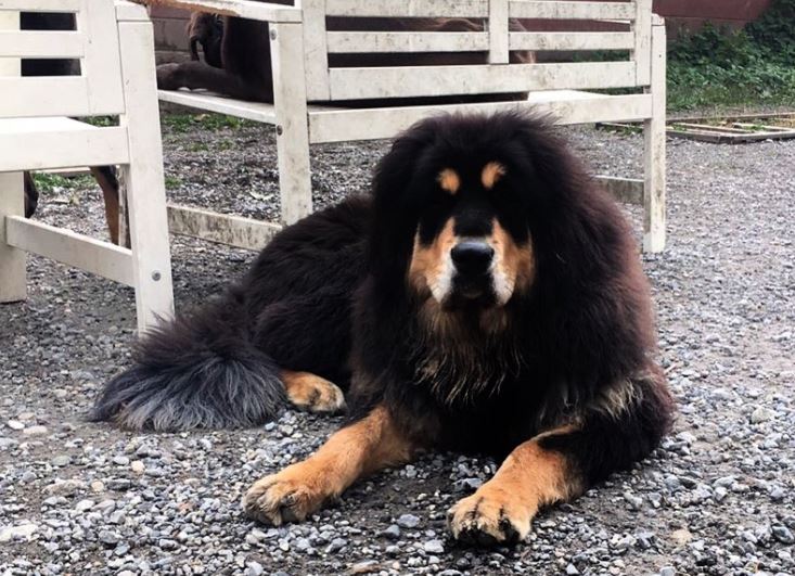 Major fire in Vancouver at metal shop; several explosions on scene - image