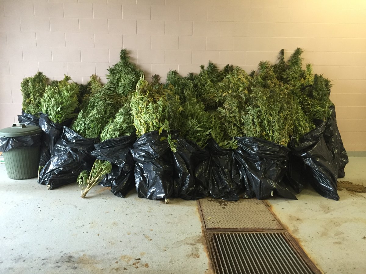 Marijuana plants RCMP seized from the Smoky Lake Bottle Depot in Smoky Lake, Alta.