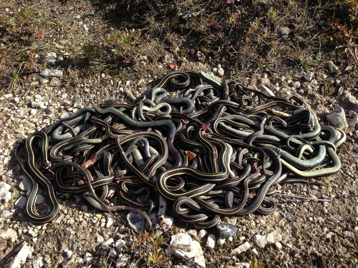 Dozens of garder snakes beaten and killed in Manitoba Thursday. 