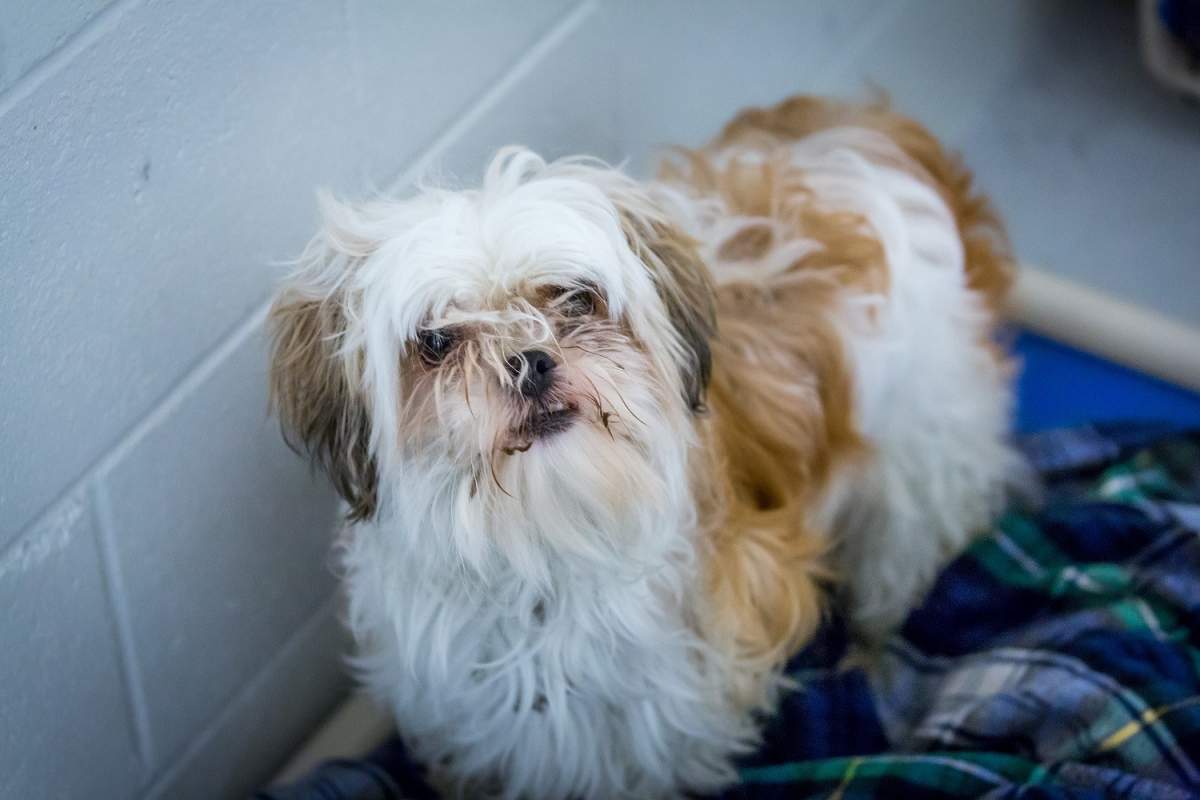 Surrey salon thinks bylaws need new style - image