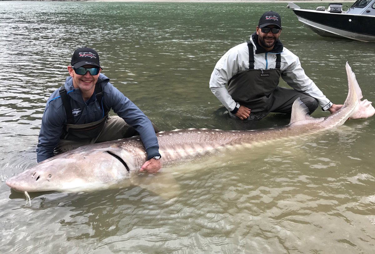 Winnipeg Jets players catch monster sturgeon - image