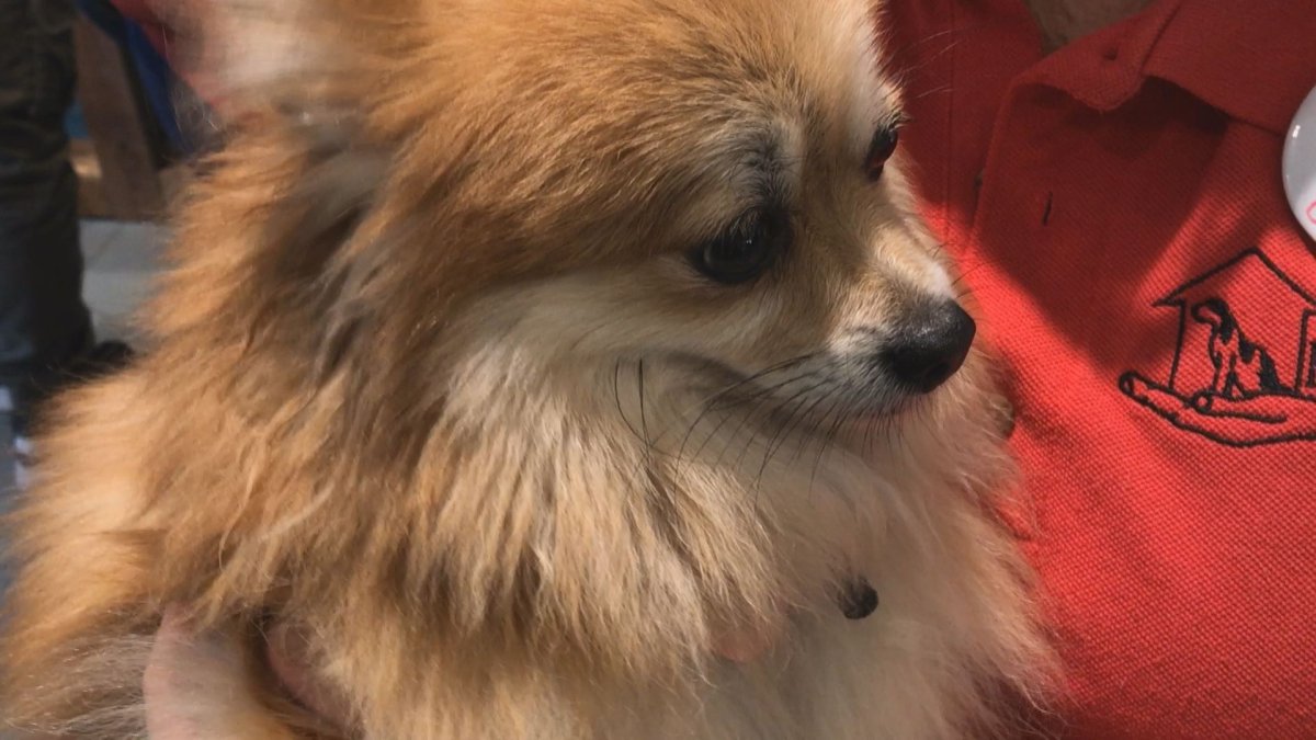 Bling, a four-year-old female Pomeranian up for adoption.