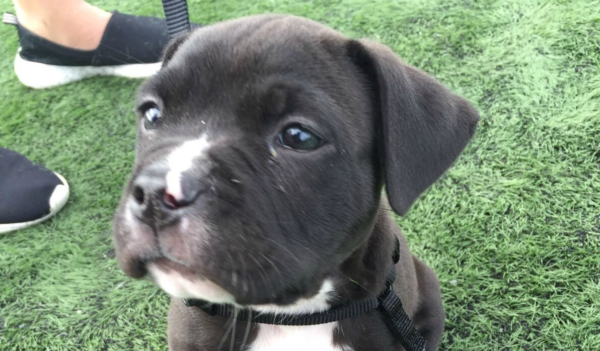 Tank, an eight-week-old pit bull puppy who was at the centre of a robbery case that began in September 2017.