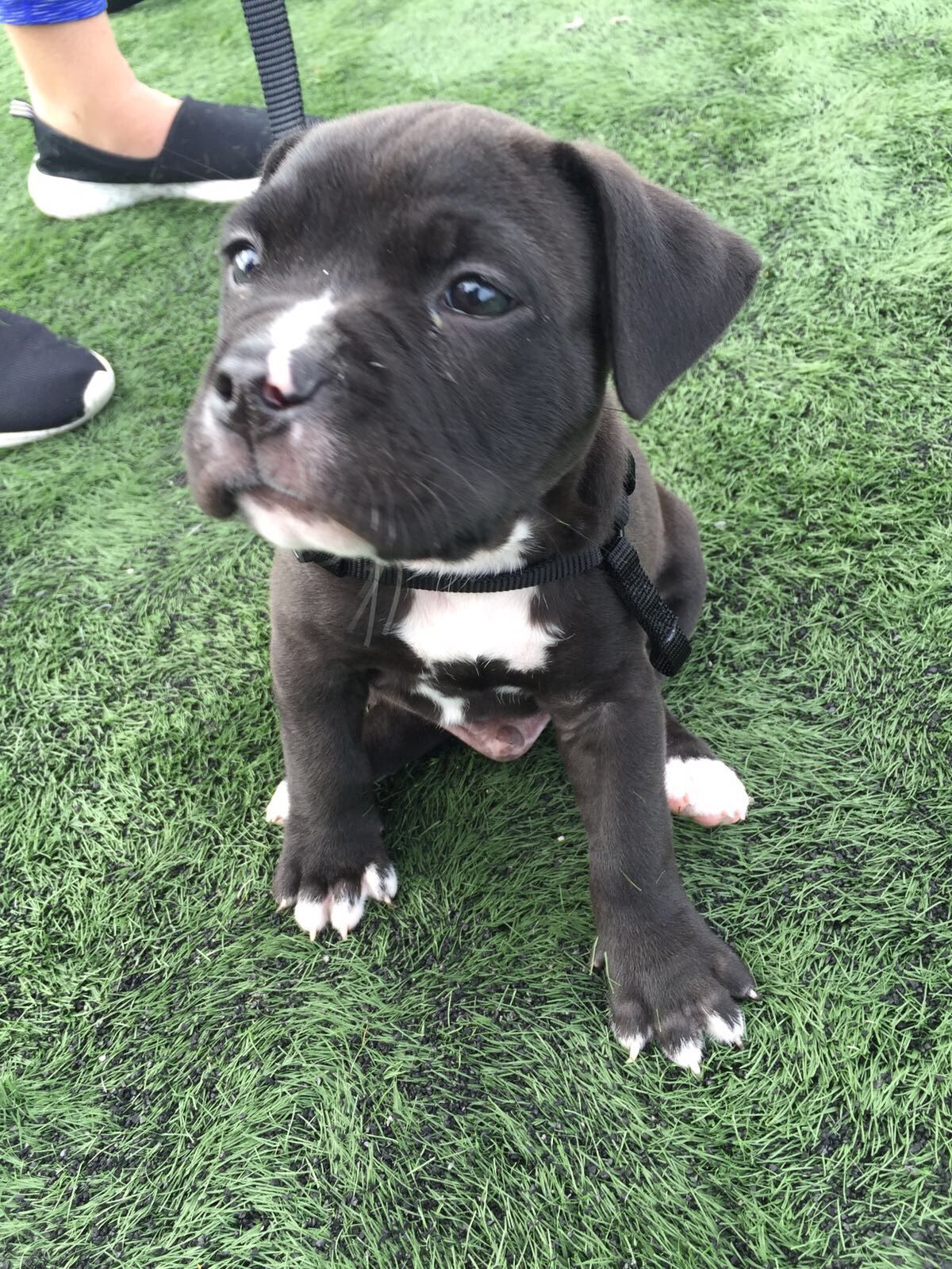 Tank, an eight-week-old pit bull at the centre of a Surrey, B.C. robbery case that began in September 2017.