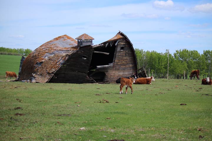 Taya Grueter took this Oct. 8 Your Saskatchewan photo near Livelong.