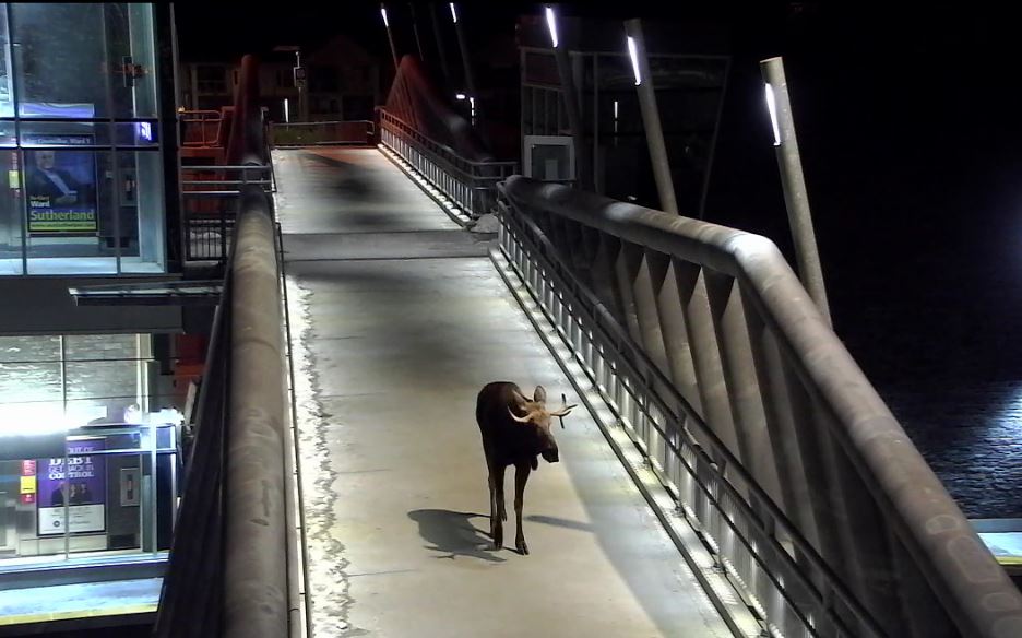 A moose was spotted on the overpass at Tuscany station early Wednesday morning.
