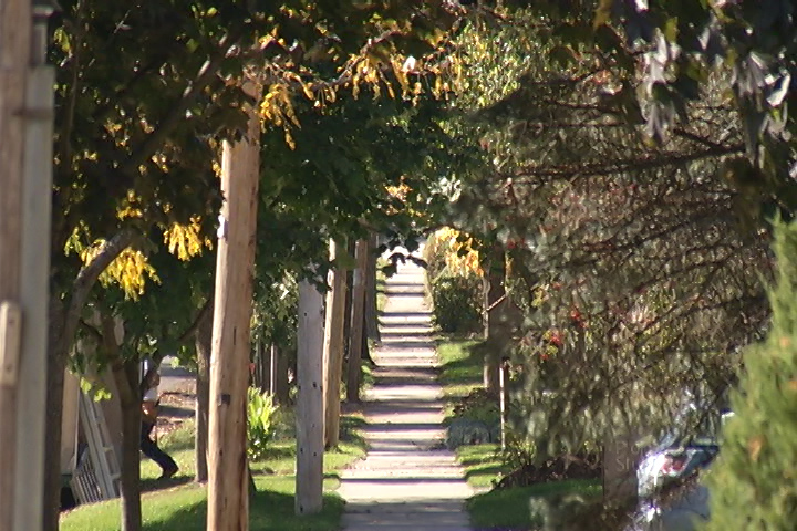 Peterborough council proposes bylaw to protect urban canopy - image