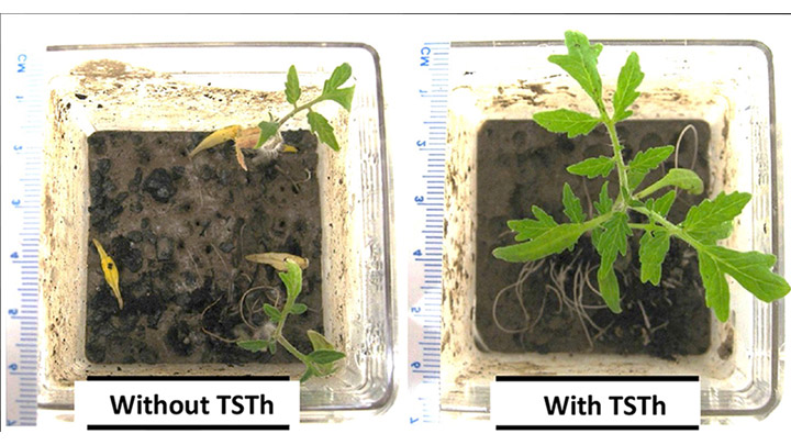 Two week old control (left) or TSTh-inoculated (right) tomato seedlings were transplanted to coarse tailings (CT), then given ultrapure water for an additional 2 weeks.