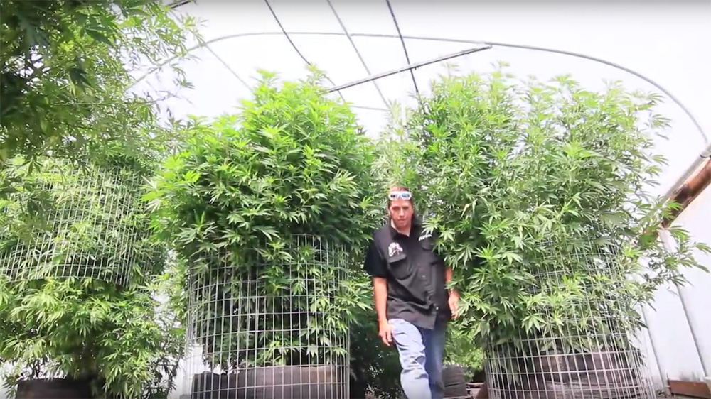 Marijuana plants can be bred to be the size of small trees. 