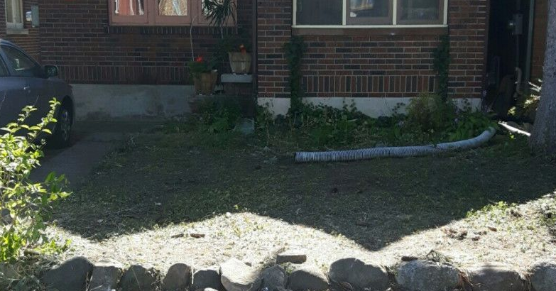 Students plan to re-plant a garden, planted by an elderly woman’s late husband, that was trampled during FOCO.