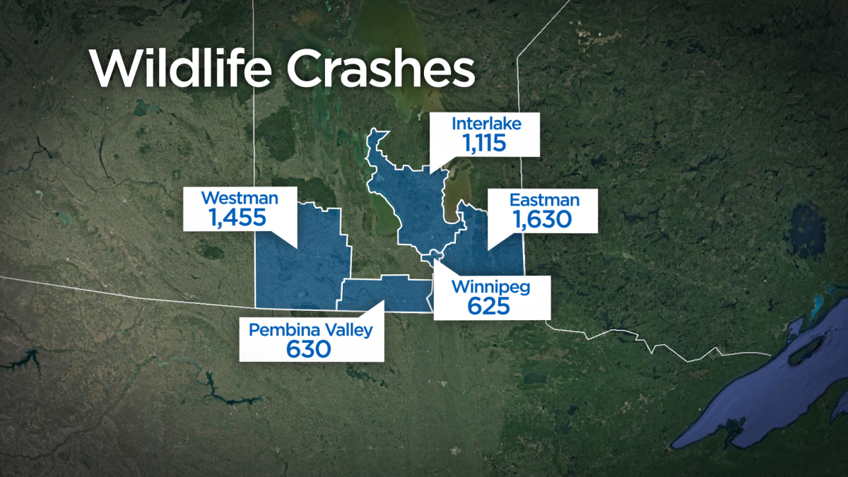 MPI said eastern Manitoba is where deer-car collisions happen most often in the province. 