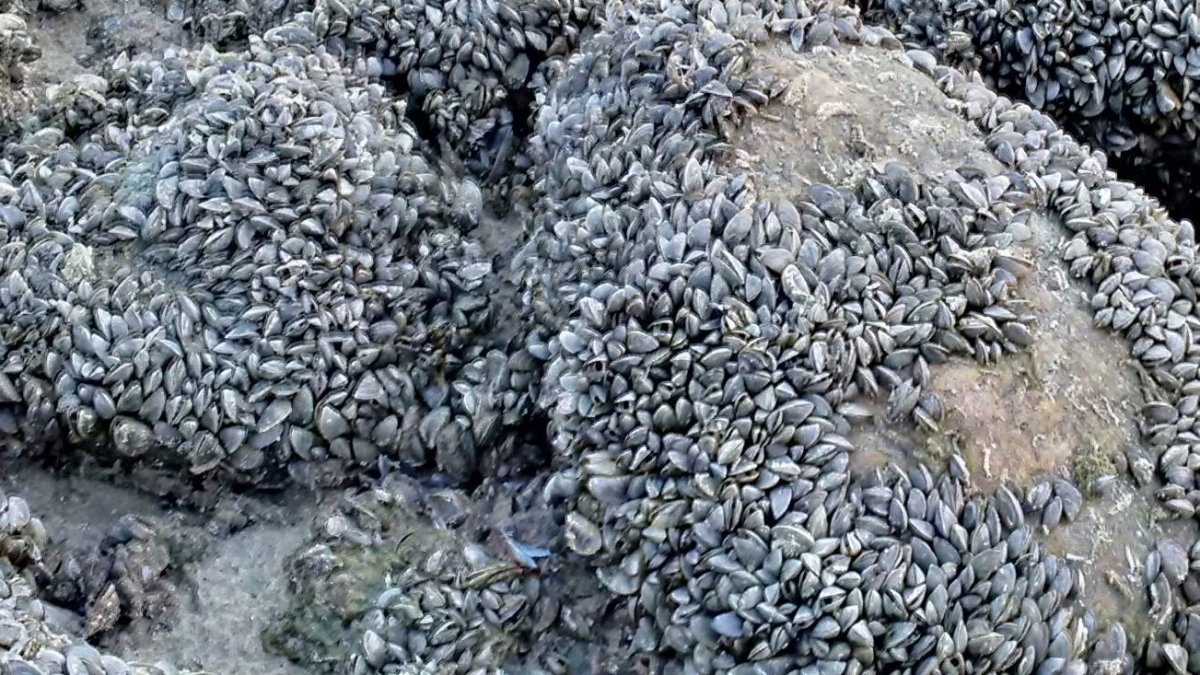 Zebra mussels continue to spread. 