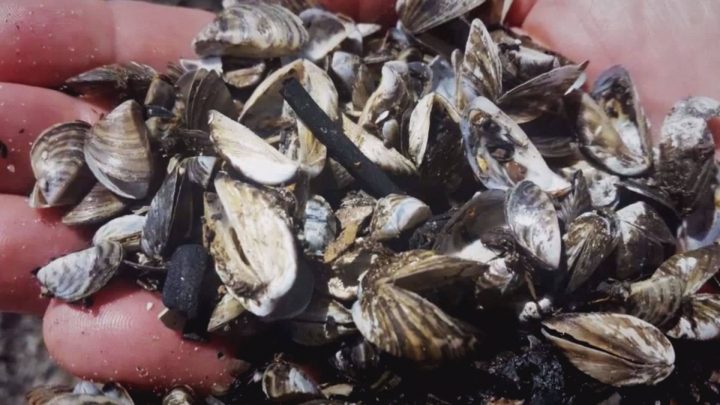 Invasive mussels, such as zebra and quagga mussels, pose a risk to Saskatchewan waterways.