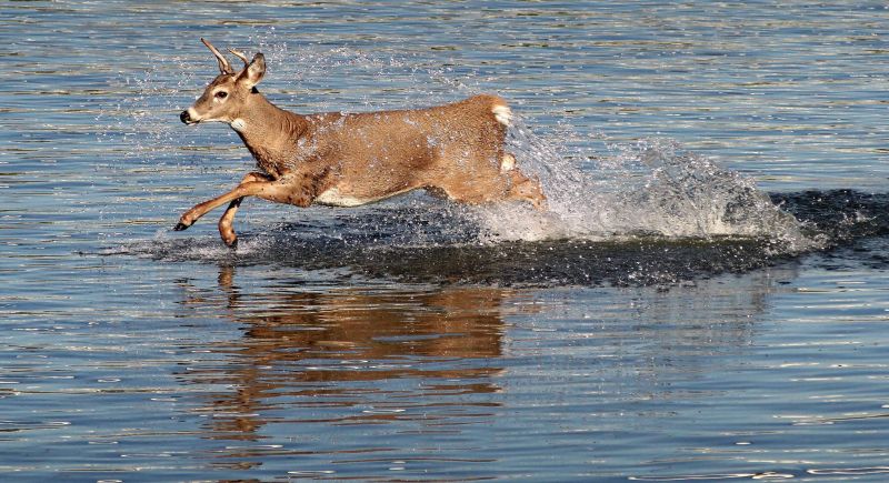 FILE PHOTO: a young white tail buck bounds through the water.