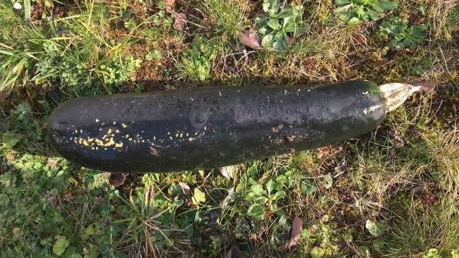 In this handout photo released by the police of Karlsruhe, the offending zucchini is pictured in a garden in Bretten, Germany, Nov. 3, 2017. 