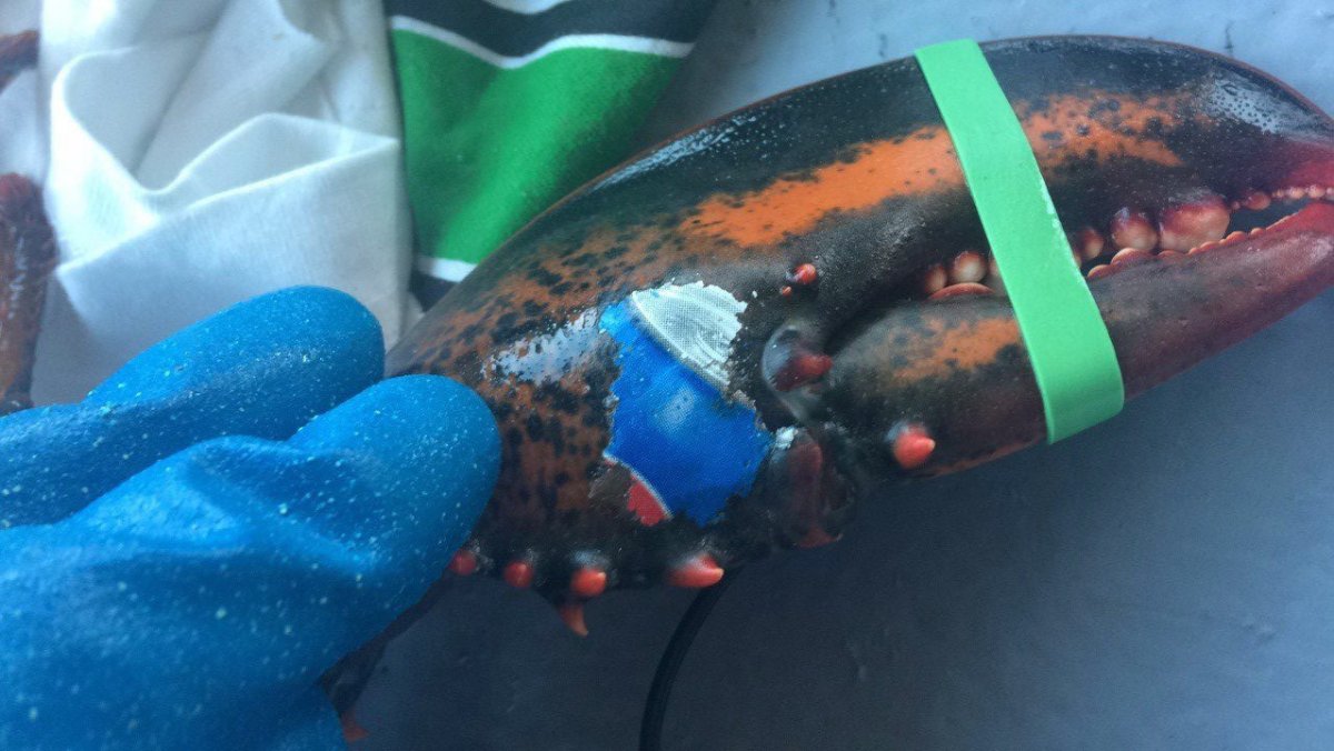 Karissa Lindstrand was banding lobster claws on the boat Honour Bound off Grand Manan on Nov 21, 2017 when she came across one with the image of a Pepsi can on it (shown). 