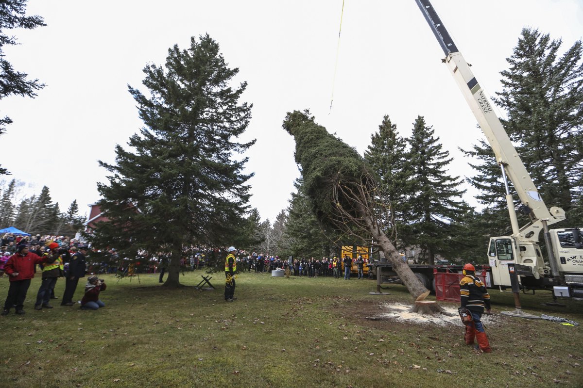 This year's Nova Scotia tree for Boston was cut down during a ceremony in Blue Mills, Inverness County on Wednesday.