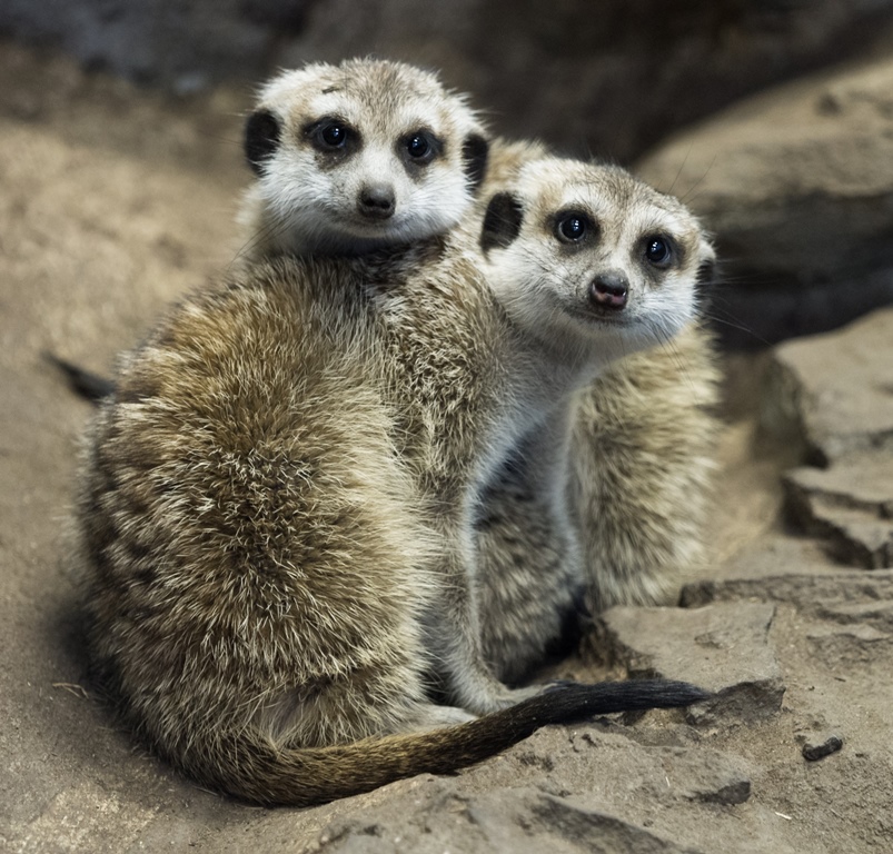 Family Day Fun at the Edmonton Valley Zoo! - image