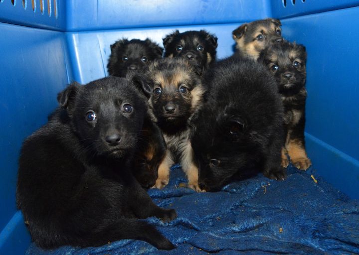 Forty-eight dogs and puppies were rescued and will be adopted through a Calgary-based society.
