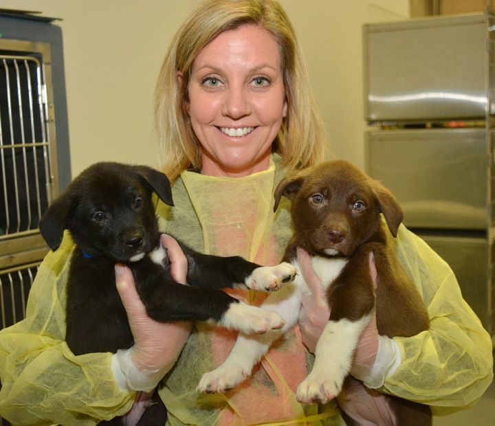 AARCS medical team and volunteers are helping care for 48 puppies and dogs rescued from north of High Level, Alta.