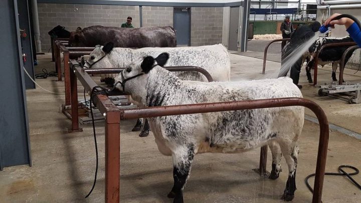Speckle park cows are hosed off in the washing area of the International Trade Centre.