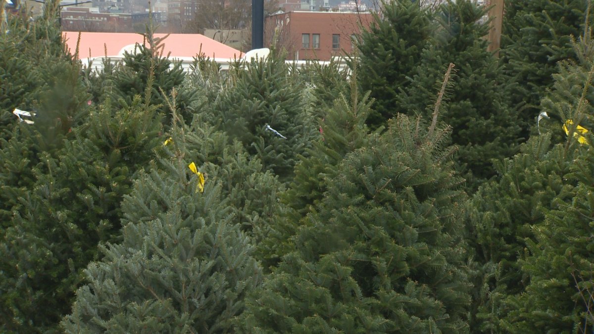 With one month to go until the holidays, Christmas trees are already up for sale at the Atwater Market, Weds. Nov. 22, 2017.