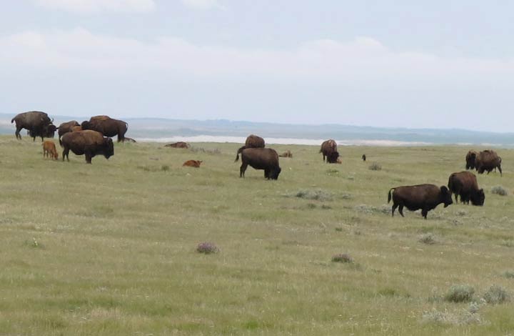 A herd of Prairie bison graze on Old Man on His Back Prairie and Heritage Conservation Area south of Swift Current, Sask., on June 2015.