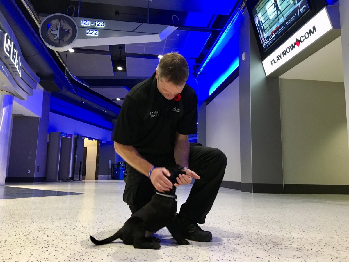 One of three puppies added to True North's security team. 
