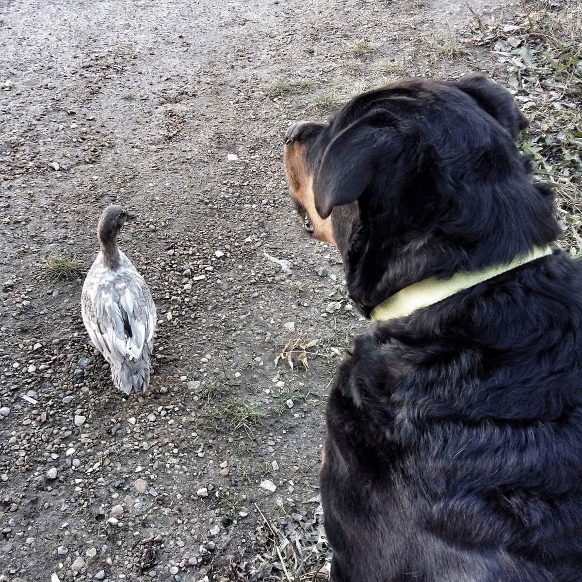 They're an unlikely match, but Cashew and Bruce have formed an unusual bond that's made them the best of friends.
