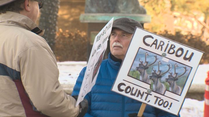 The Alberta government is expected to come up with range plans and recovery strategies for the province's threatened caribou herds before the new year. On Tuesday, two groups who advocate for wildlife protection held a rally outside the legislature to push for a robust plan of action on the matter.