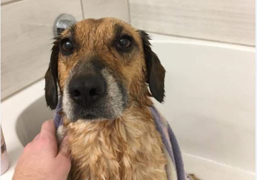 Charlie getting a bath following his return home. He had been missing for nearly three months. 