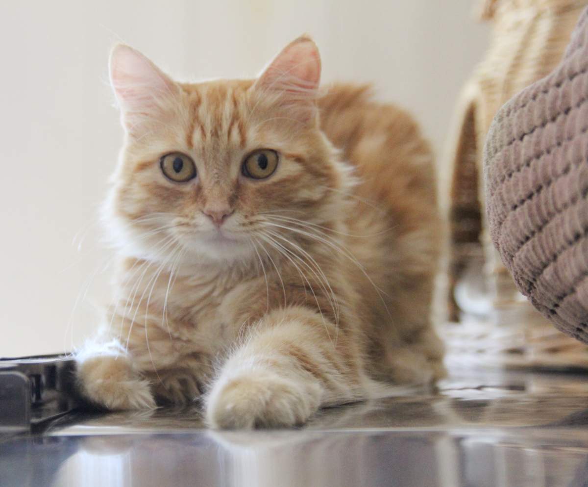 Clementine was recently rehomed through Bide Awhile. 