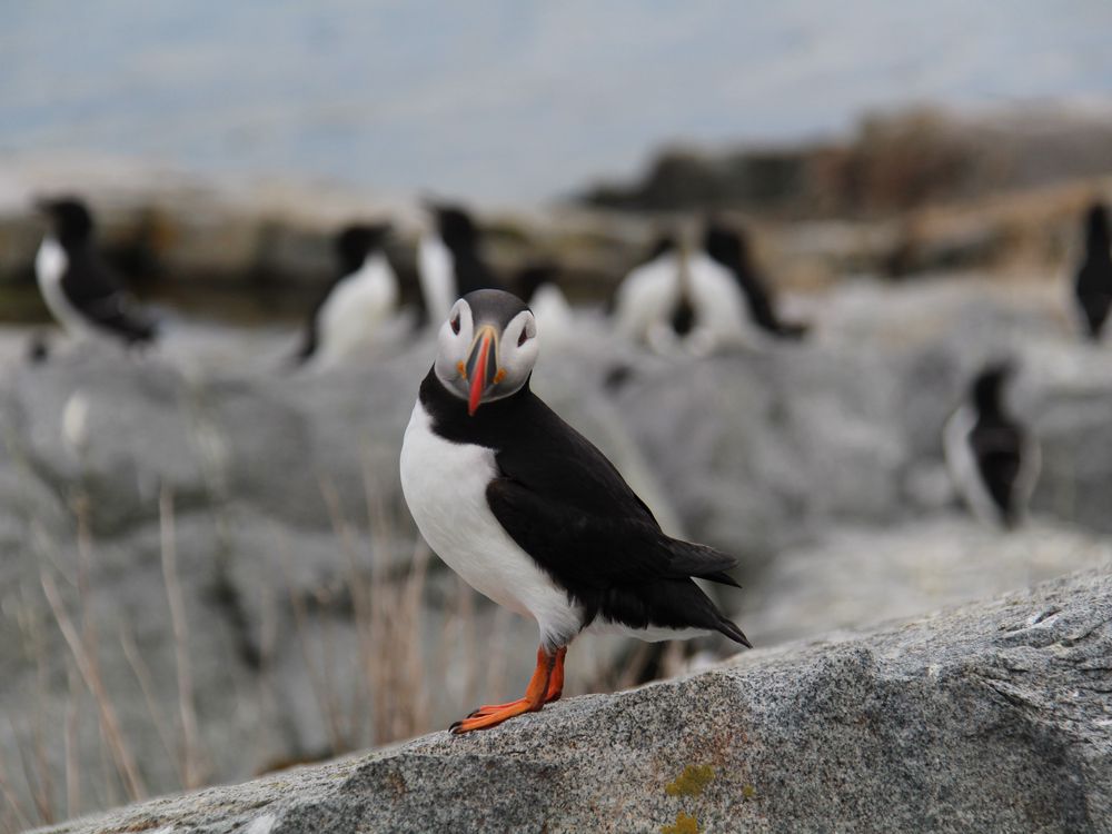 Scientists from around the globe found that Puffins in eastern Canada dont venture as far from home as their European relatives, possibly improving their success when it comes to breeding and feeding. A puffin is seen on the rocks along the coast of Machias Seal Island, N.B., in an undated handout image. 